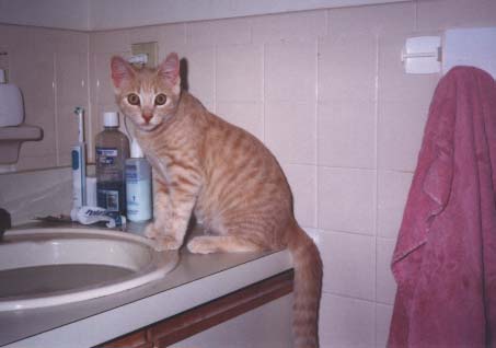 Simba at sink