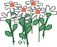 ccplantflower1.gif