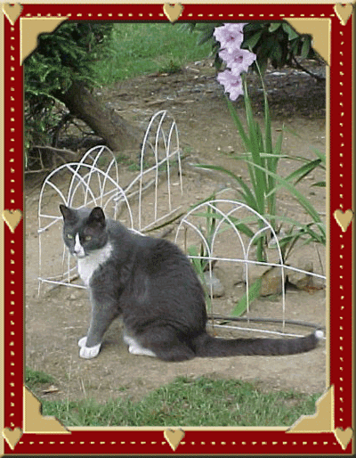 Buster in the Garden